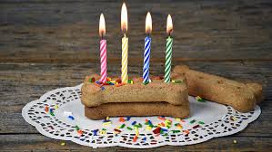 We went to the dog park and all of the dogs got a piece. Diy Dog Birthday Cakes