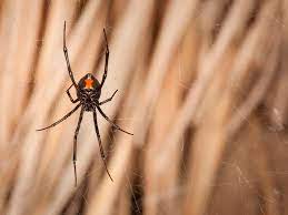 Sure, they're mischievous at times, and they might love to lay across your keyboard. The Deadly Cunning Of The Black Widow S Color Scheme Science Smithsonian Magazine
