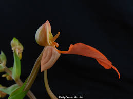 Image result for Habenaria myodes