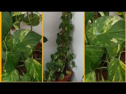 How To Grow And Care Money Plant Caring Tips For Moneyplant In Hindi Youtube Money Plant Plants Pest Control Plants
