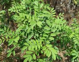 Image result for Indigofera drepanocarpa