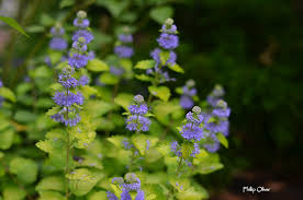 Image result for Caryopteris odorata