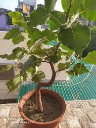 Image result for Ficus religiosa