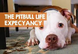 How Long Do Pitbulls Live The Pitbull Lifespan Expectancy