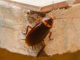 It's something i'm quite familiar with. Why Diy Cockroach Control Won T Work Getting Rid Of Cockroaches