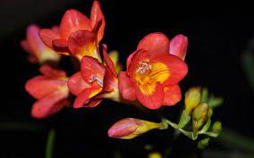 Freesia Innocent Beauty Friendship Fresia Flower Perennial Flowering Plants Freesia Flowers