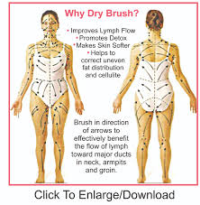The Lymph System Breastresearchawareness Com