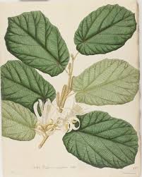 Image result for Pterospermum acerifolium