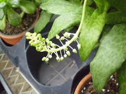 Image result for Ledebouria Unidentified sp. no5.