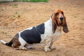 Image result for basset hound
