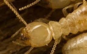Banksy is not represented by any other gallery or institution. Termite Pest Control By Inman Murphy Inc In Millington Area Alignable