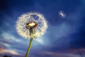 Check out this fantastic collection of dandelion wallpapers, with 73 dandelion background images for your desktop, phone or tablet. Macro Dandelion Fluff Hd Wallpapers Free Download Wallpaperbetter