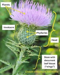 Image result for Cirsium