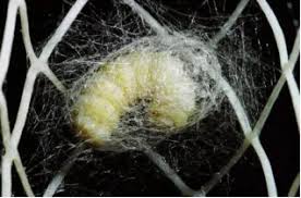 蚕乡月令｜蚕宝宝等你领回家!和孩子一起探索生命的意义,记录它们的成长故事!-中国丝绸博物馆