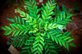 How To Grow Curry Leaves Organically Curry Leaf Plant Care Anybody Can Farm