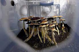Magic truffles are also known as sclerotia atlantis or philosopher's stones. How Magic Mushrooms Caused A Snag In Nj S Marijuana Legalization The New York Times