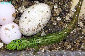 Lamprolepis Smaragdina Reptile Eggs Small Lizards Reptile Care