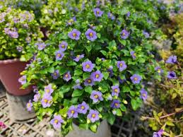 Image result for Exacum