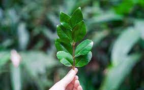 We did not find results for: Blog Will Pest Control Kill My Plants Greenville Exterminators