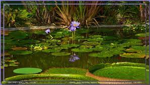 alpes maritimes menton le jardin botanique val rahmeh golf courses field aquarium