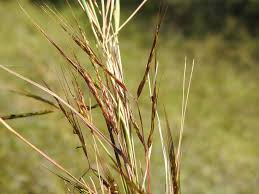 Image result for Hyparrhenia rufa