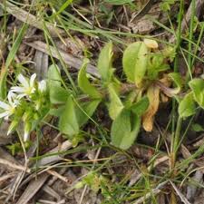 Image result for Cerastium glomeratum