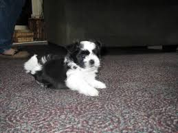 You will find mi ki dogs for adoption and puppies for sale under the listings here. Mi Ki Puppies For Sale 2 Boys And 1 Girl For Sale In Elgin Illinois Classified Americanlisted Com