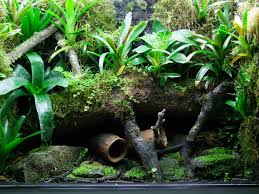 My New Histrionicus Terrarium For Sale Planted Aquarium Reptile Tank