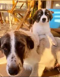 Passion 4 paws' mission is to rescue homeless, abandoned, neglected or abused dogs primarily from the south where there are thousands of dogs in need. Local Dog Rescue Faces Challenges In Transporting Iraqi Puppies To Vermont