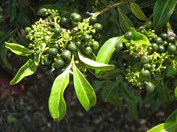 Image result for Psydrax fragrantissima