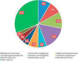 Image result for Marquesia macroura