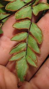 Image result for Cheilanthes viridis