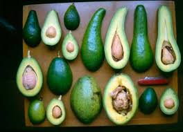 Persea Americana Var Americana Americana Botanical Avocado