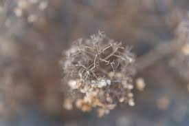 紫陽花が枯れたら よくある原因と対策方法 In Natural Style