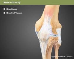 We did not find results for: Knee Anatomy