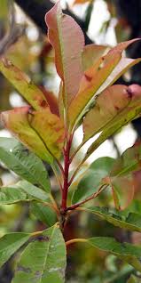 When the roots get in trouble, the symptoms start to appear on the foliage. Question Of The Week April 11 2019 Neil Sperry S Gardens