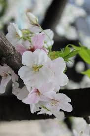 The famous blossoms in kyoto, japan, peaked on march 26, the earliest date in. When Do Cherry Blossoms Bloom In Japan 2021 Update All Japan Tours