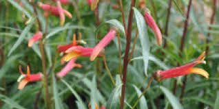 Image result for Scleria laxiflora