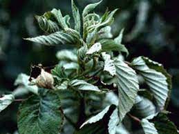 Certified organic red raspberry leaf available by the pound. Raspberries Leaves Are Curled Rolled Or Crinkled