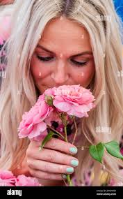 David austin new rose hi-res stock photography and images