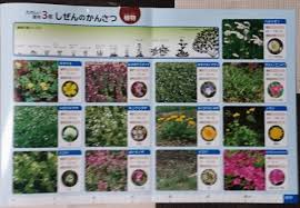 小学 3 年生 理科 植物