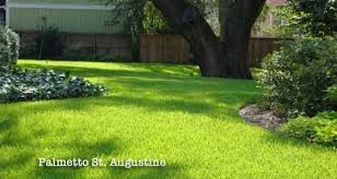 St Augustine Grass Care Florida Fertilizer Lawn Maintenance Schedule Grass Care Lawn Maintenance Schedule St Augustine Grass Care