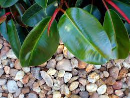 Maybe you would like to learn more about one of these? How To Use Rocks In Your Landscape 18 Ideas For Landscaping With Rocks Hgtv