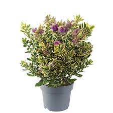 Image result for Hebe 'Andersonii'