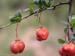 Image result for Putterlickia