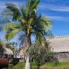 The robellini palm usually is disease resistant, you may have another problem manganese deficiency, in particular, causes new fronds to appear yellow, withered or scorched; 1