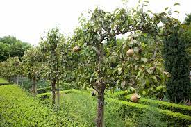 See more ideas about espalier fruit trees, fruit trees, tree. How To Train A Fruit Tree Bbc Gardeners World Magazine