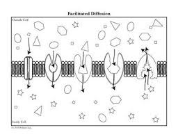 Sign, fax and printable from pc, ipad, tablet or mobile with pdffiller ✔ instantly. Cell Transport Coloring Activity Bundle Membrane Osmosis Diffusion And More Cell Transport Cell Membrane Coloring Worksheet Cell Transport Coloring