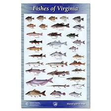 virginia freshwater fish identification related keywords