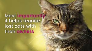 Check spelling or type a new query. The Importance Of Microchipping Cats Youtube